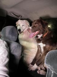 Lost Female Dog last seen Cowboy church, Clyde, TX 79510