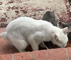 Found/Stray Unknown Cat last seen Benrus and Ridge Dr., San Antonio, TX 78228