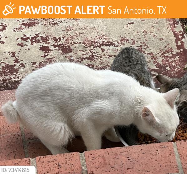 Found/Stray Unknown Cat last seen Benrus and Ridge Dr., San Antonio, TX 78228