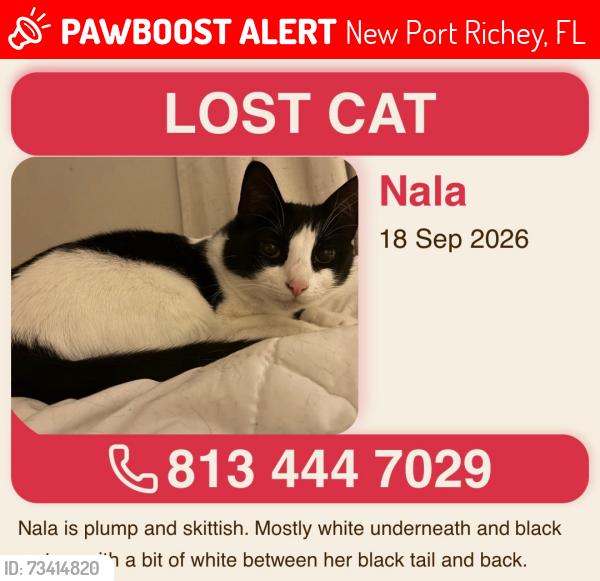 Lost Female Cat last seen Harrison, New Port Richey, FL 34653