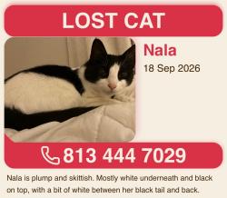 Lost Female Cat last seen Harrison, New Port Richey, FL 34653