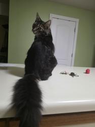 Lost Male Cat last seen Plam grou, Roselle, IL 60172
