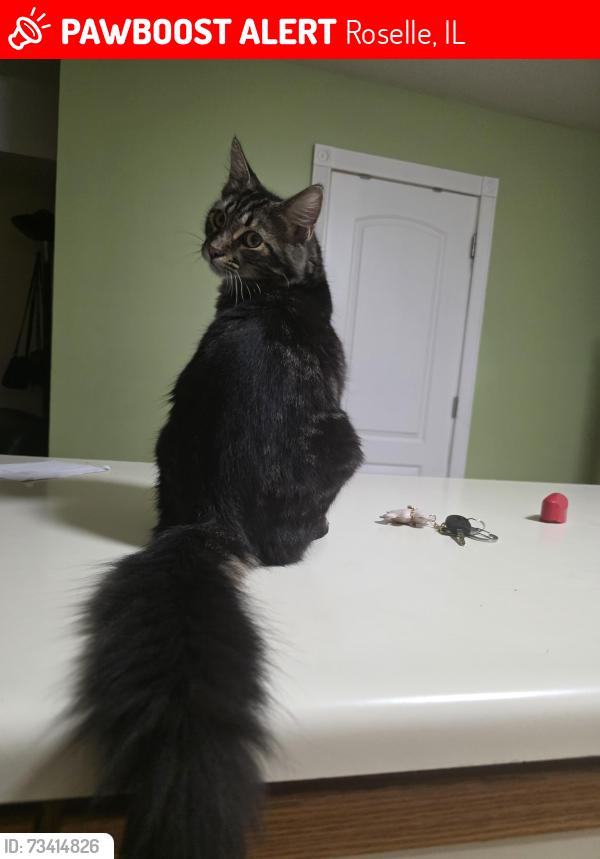 Lost Male Cat last seen Plam grou, Roselle, IL 60172