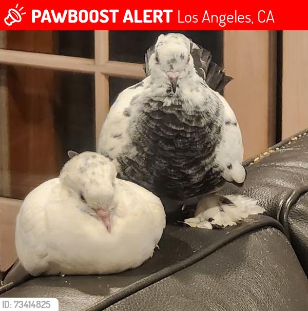 Lost Male Bird last seen kingsbury st northridge ca 91326, Los Angeles, CA 91344