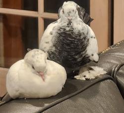 Lost Male Bird last seen kingsbury st northridge ca 91326, Los Angeles, CA 91344