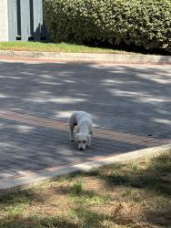 Found/Stray Male Dog last seen budd weiner dog park, Los Angeles, CA 90042
