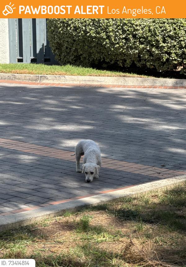 Found/Stray Male Dog last seen budd weiner dog park, Los Angeles, CA 90042