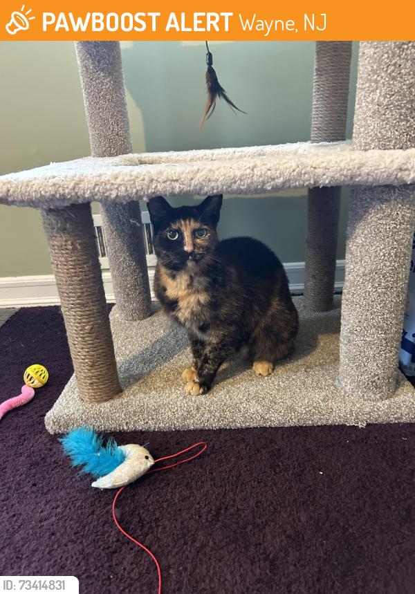 Found/Stray Female Cat last seen Alps road Wayne nj, Wayne, NJ 07035