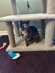 Found/Stray Female Cat last seen Alps road Wayne nj, Wayne, NJ 07035