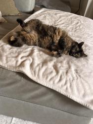 Lost Female Cat last seen Near east French Avenue, Orange City, FL 32763