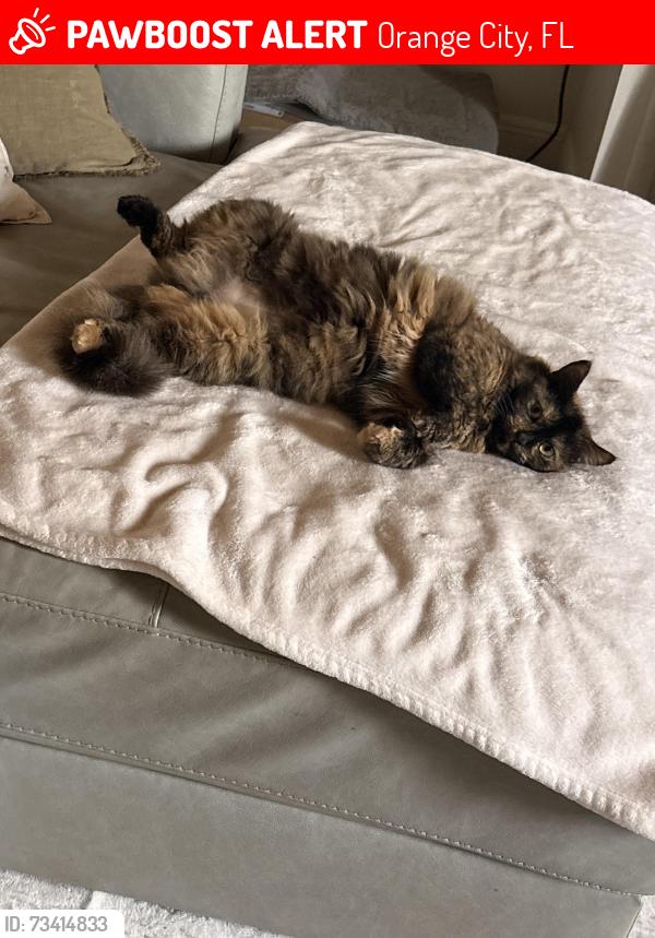 Lost Female Cat last seen Near east French Avenue, Orange City, FL 32763