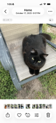 Found/Stray Female Cat last seen Maguire and kentshire, Ocoee, FL 34761
