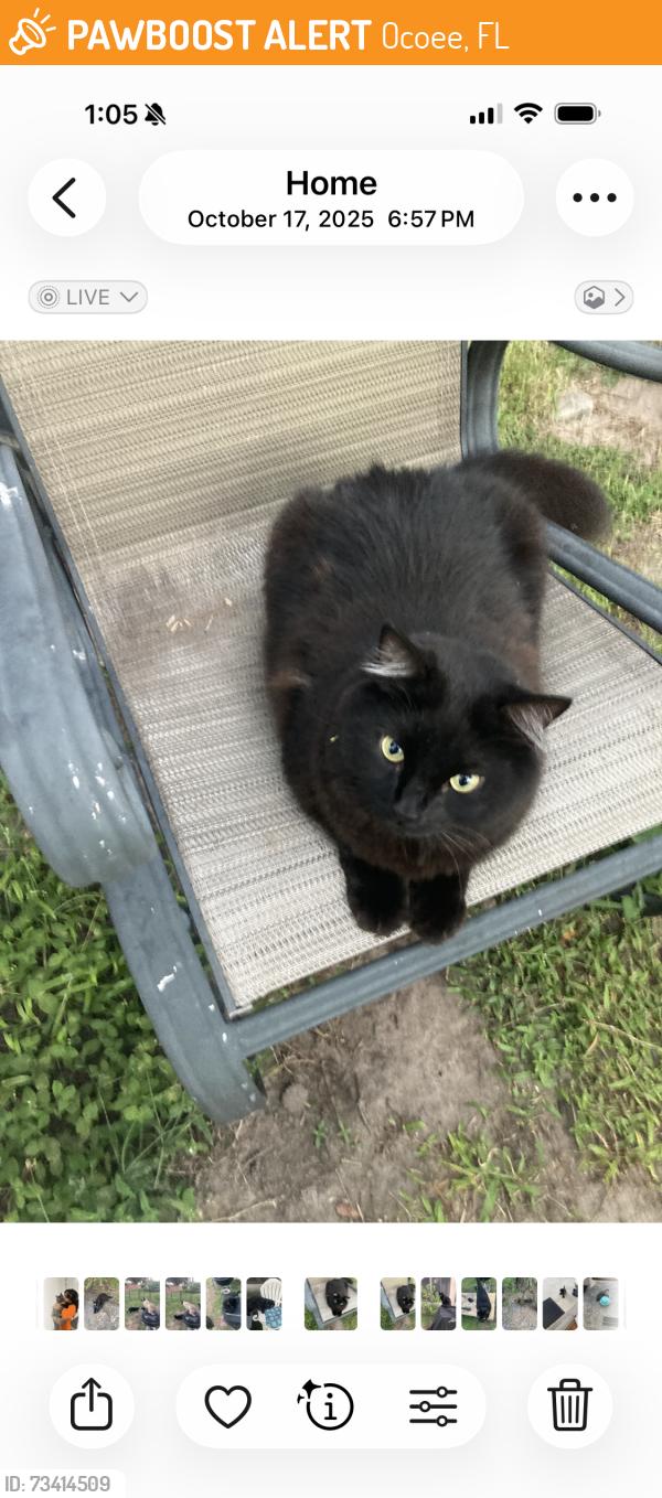 Found/Stray Female Cat last seen Maguire and kentshire, Ocoee, FL 34761