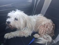 Reunited Male Dog last seen Waterman Ave and Rialto Ave, San Bernardino, CA 92408