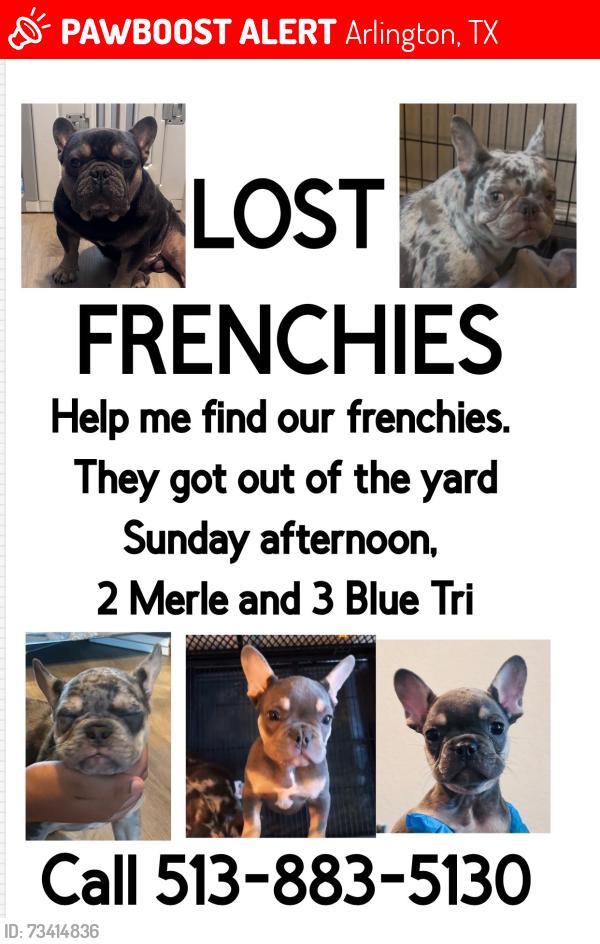 Lost Female Dog last seen Matlock Main Street, Arlington, TX 76018
