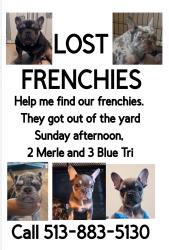 Lost Female Dog last seen Matlock Main Street, Arlington, TX 76018