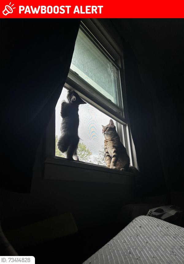 Lost Male Cat last seen Spruce st, South Saint Paul, MN 55075