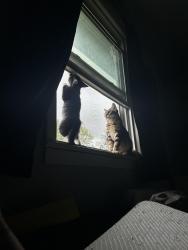 Lost Male Cat last seen Spruce st, South Saint Paul, MN 55075
