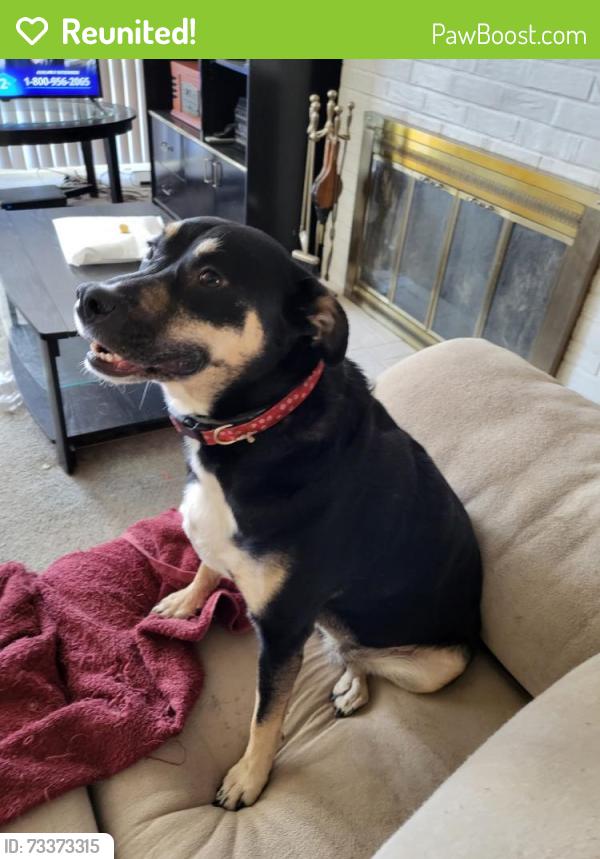 Reunited Female Dog last seen Ridge/Cherry, Florissant, MO 63033