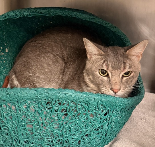 Shelter Stray Male Cat last seen NORTHLAKE/LAKEFRONT, 92604, 6443 Oak Canyon, Irvine, CA 92618, USA