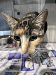Shelter Stray Female Cat last seen Near BLOCK BANANA, 333 Chandler Pl, San Bernardino, CA 92408, USA