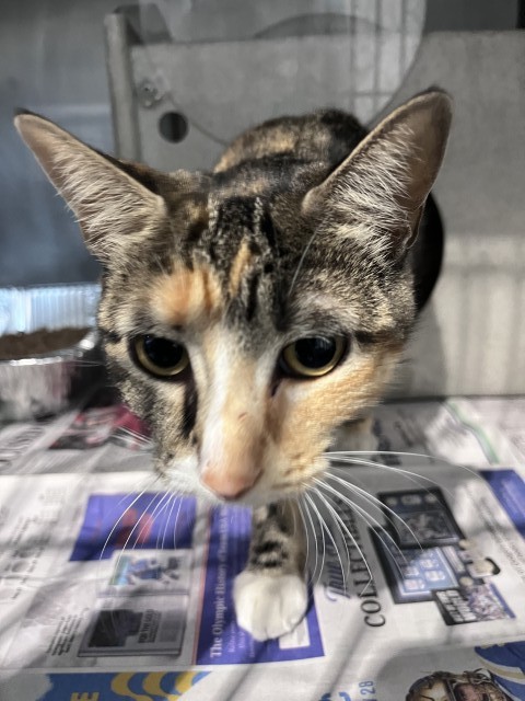 Shelter Stray Female Cat last seen Near BLOCK BANANA, 333 Chandler Pl, San Bernardino, CA 92408, USA