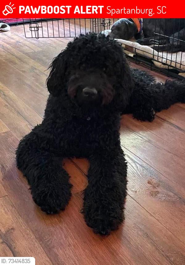 Lost Female Dog last seen Croft circle, Spartanburg, SC 29302