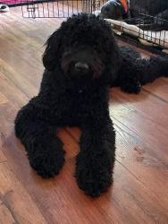 Lost Female Dog last seen Croft circle, Spartanburg, SC 29302