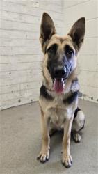 Shelter Stray Female Dog last seen MCDONALDS ON 2ND ST, 333 Chandler Pl, San Bernardino, CA 92408, USA