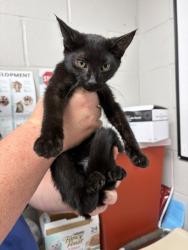 Shelter Stray Female Cat last seen E DIXON BLVD/ WALMART SUPERCENTER, 1601 Airport Rd, Shelby, NC 28150, USA