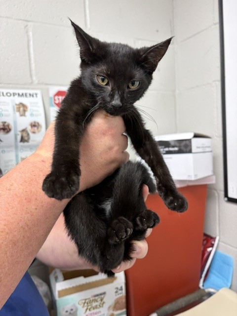 Shelter Stray Female Cat last seen E DIXON BLVD/ WALMART SUPERCENTER, 1601 Airport Rd, Shelby, NC 28150, USA