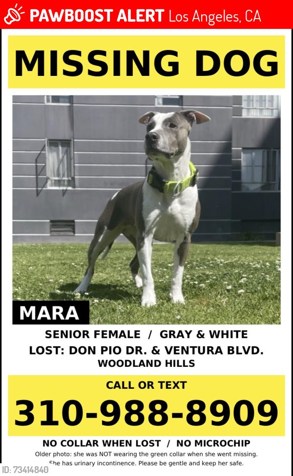 Lost Male Dog last seen don pio dr woodland hills, Los Angeles, CA 91364