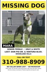 Lost Male Dog last seen don pio dr woodland hills, Los Angeles, CA 91364