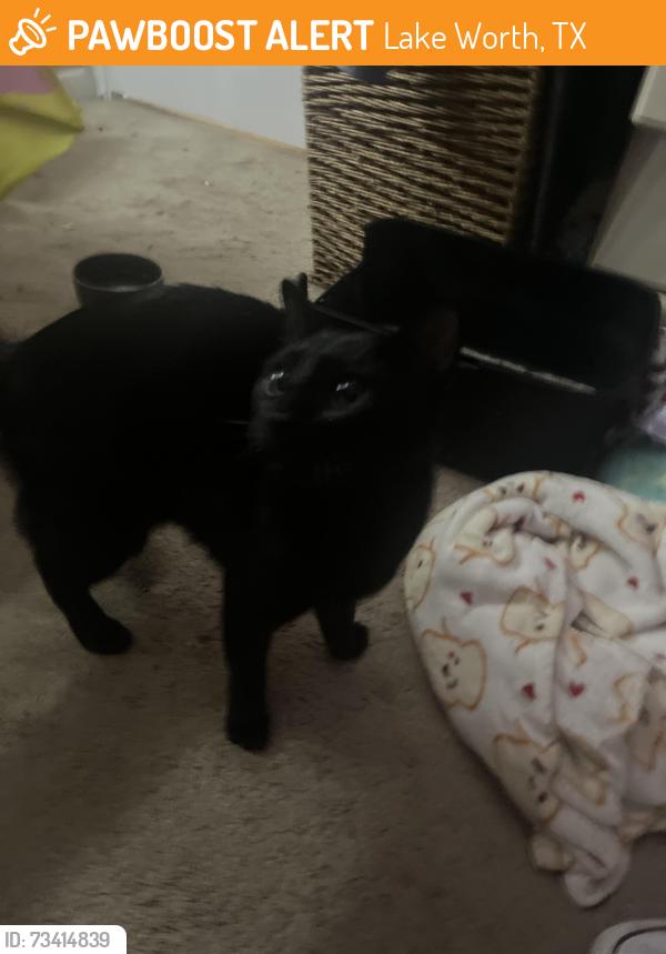 Found/Stray Male Cat last seen Arizolas, Lake Worth, TX 76135