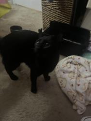 Found/Stray Male Cat last seen Arizolas, Lake Worth, TX 76135