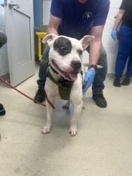 Shelter Stray Male Dog last seen ALAMANCE COUNTY, 221 Stone Quarry Rd, Burlington, NC 27217, USA