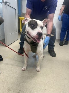 Shelter Stray Male Dog last seen ALAMANCE COUNTY, 221 Stone Quarry Rd, Burlington, NC 27217, USA