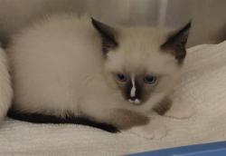 Shelter Stray Female Cat last seen MAIN STREET W AND CAPRISE AVE, 130 Beyer Way, Chula Vista, CA 91911, USA