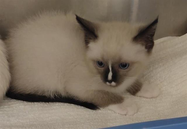 Shelter Stray Female Cat last seen MAIN STREET W AND CAPRISE AVE, 130 Beyer Way, Chula Vista, CA 91911, USA