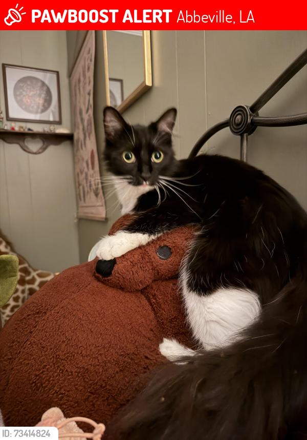 Lost Male Cat last seen Near N state street and East Valcourt behind the McDonalds, Abbeville, LA 70510