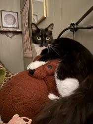 Lost Male Cat last seen Near N state street and East Valcourt behind the McDonalds, Abbeville, LA 70510