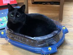 Lost Male Cat last seen On Cedar Grove Road NE, near Kiana Lodge, Poulsbo, WA 98370