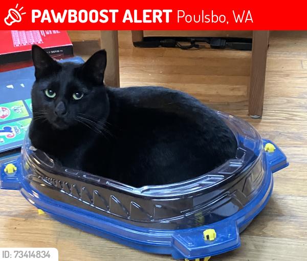 Lost Male Cat last seen On Cedar Grove Road NE, near Kiana Lodge, Poulsbo, WA 98370