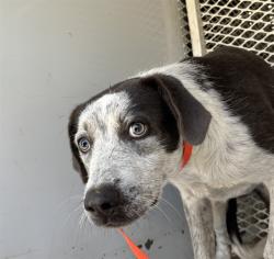 Shelter Stray Male Dog last seen Near BLOCK FAIRFAX RD, BAKERSFIELD CA 93306, 3951 Fruitvale Ave, Bakersfield, CA 93308, USA