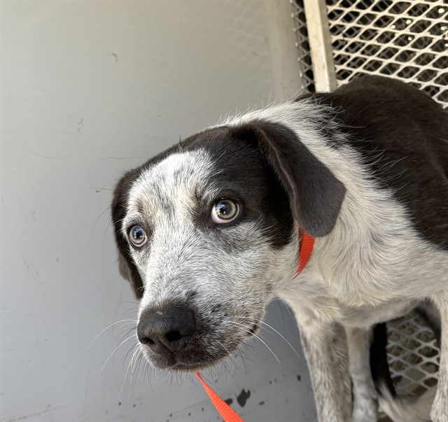 Shelter Stray Male Dog last seen Near BLOCK FAIRFAX RD, BAKERSFIELD CA 93306, 3951 Fruitvale Ave, Bakersfield, CA 93308, USA