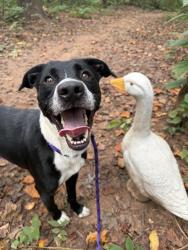 Shelter Stray Male Dog last seen CHARLOTTE, 8315 Byrum Dr, Charlotte, NC 28217, USA