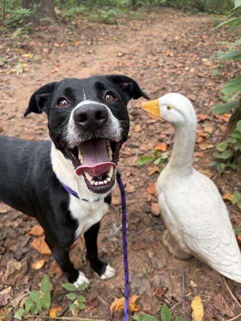 Shelter Stray Male Dog last seen CHARLOTTE, 8315 Byrum Dr, Charlotte, NC 28217, USA