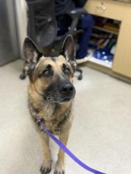 Shelter Stray Male Dog last seen Near BLOCK ALVISO DR, PERRIS, CA, 6851 Van Buren Boulevard, Jurupa Valley, CA 92509, USA