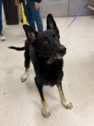 Shelter Stray Male Dog last seen Near BLOCK ALVISO DR, PERRIS, CA, 6851 Van Buren Boulevard, Jurupa Valley, CA 92509, USA