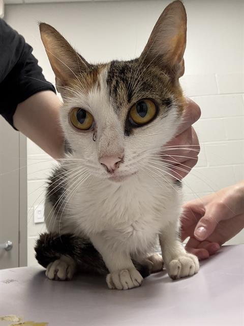 Shelter Stray Female Cat last seen Near, 5001 E Raymond St, Indianapolis, IN 46203, USA